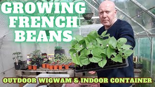 Growing French Beans Wigwam Or Container Dwarf [Gardening Allotment UK] [Grow Vegetables At Home ]
