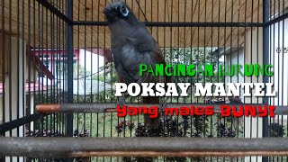 Download lagu Burung Poksay Mantel Gacor, Pancingan Burung Poksay Yang Malas Bunyi mp3 Download lagu Burung Poksay Mantel Gacor, Pancingan Burung Poksay Yang Malas Bunyi mp3