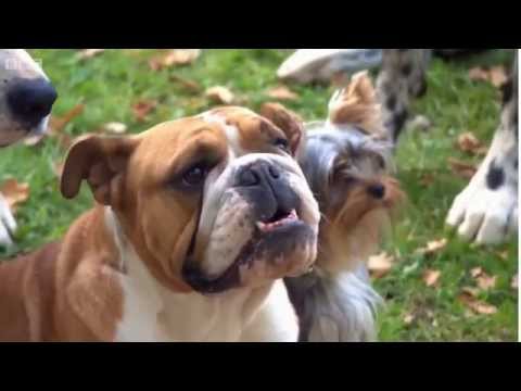 BBC Rogue Traders - Puppy Selling Series 36: Episode 1
