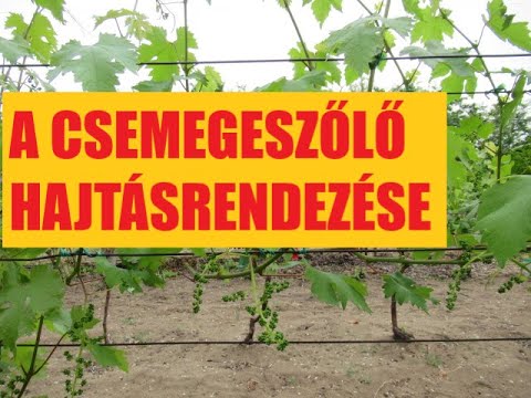 papillómák eltávolítása a nemi szervekből