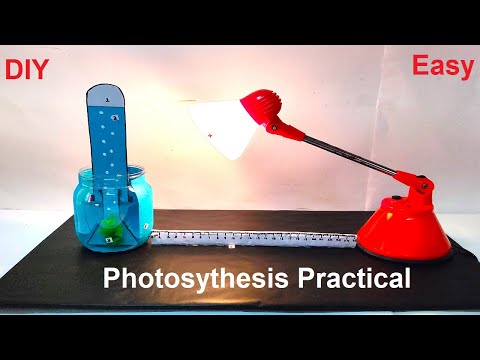 photosynthesis working model 3d science project exhibition diy craftpiller