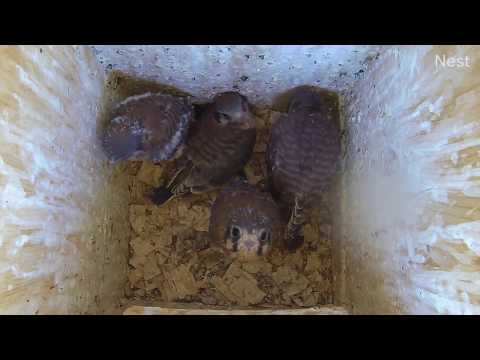 Kestrels getting their adult plumage