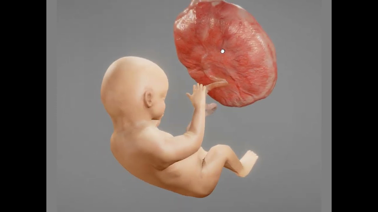 Placenta e circulação placentária