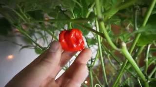 Homemade Hydroponics System | Deep Water Culture | Super Hot Pepper Grow #7 | Hot Peppers | LED Grow