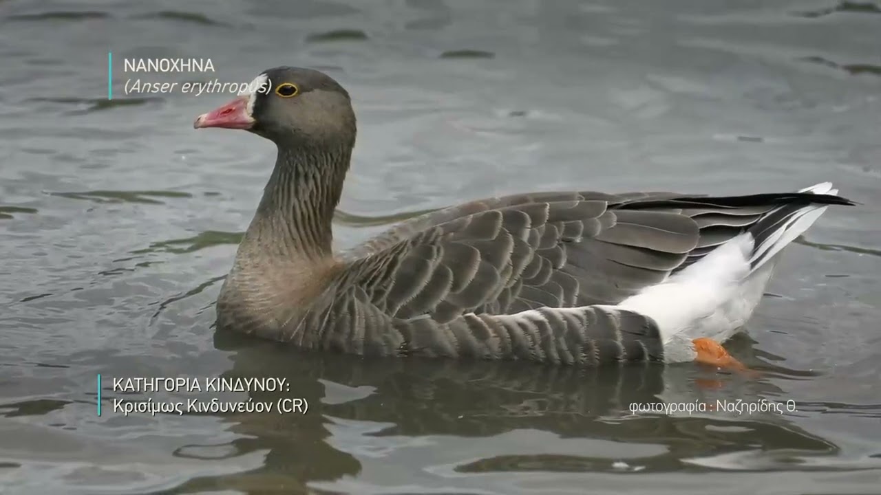 Νανόχηνα (Anser erythropus)