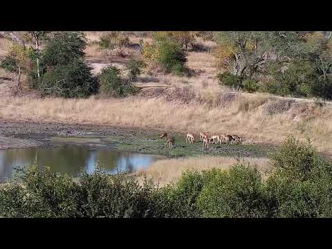Djuma Private Game Reserve Live Stream