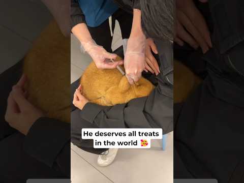 Orange cat behaved very well ❤️ #cats #cat