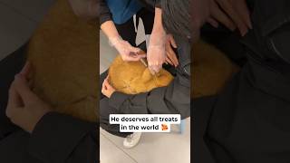 Orange cat behaved very well ❤️ #cats #cat