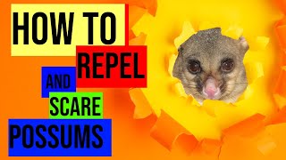 How Do you Repel and Scare Possums