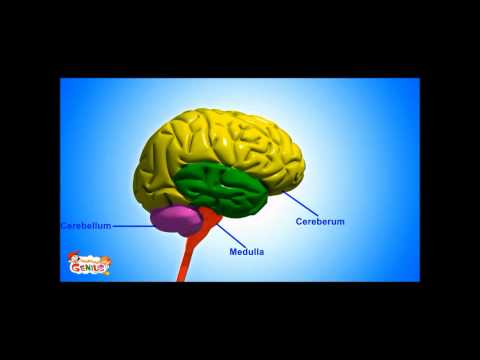 Medulla ( Brain Stem ) - Functions Video for kids by makemegenius.com
