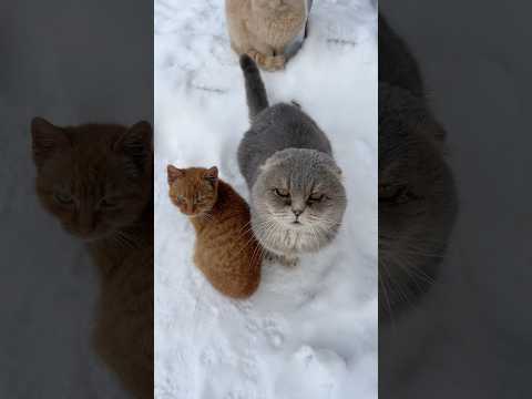 Коты просится в дом