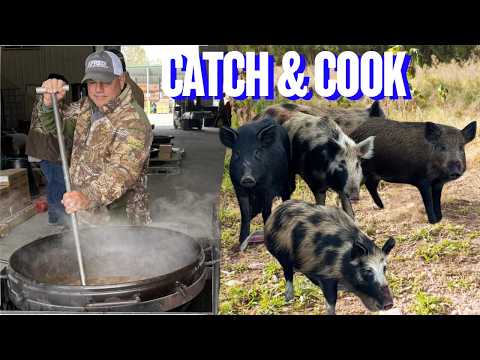 Louisiana Hog Trapping ( Cooked Four Pigs for A Hundred People) Fried Pork Chops & Brown Gravy