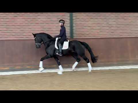 Don Vivaldi v  Dancier Gold FRH   Vivaldi   Rohdiamant