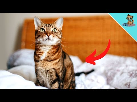 7 Things Your Cat Does SECRETLY When You're Not At Home!