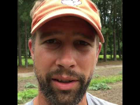 Male and Female Bradford Watermelon Flowers