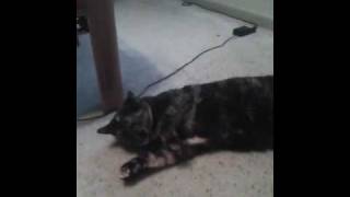 Her Name Is Sally...And She Is A Catnip ADDICT!