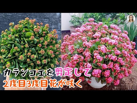 園芸 カランディバ、八重の花を持つカランコエ