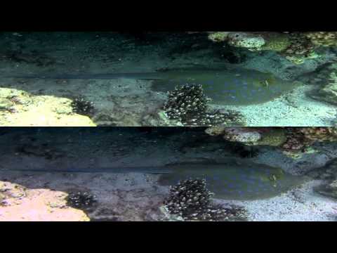 3Д Музыкальная зарисовка - Путешествие по Египту 