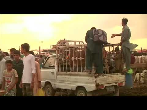 "Kurban Bajrami" në Pakistan, 10 mln kafshë bëhen kurban - Top Channel Albania - News - Lajme