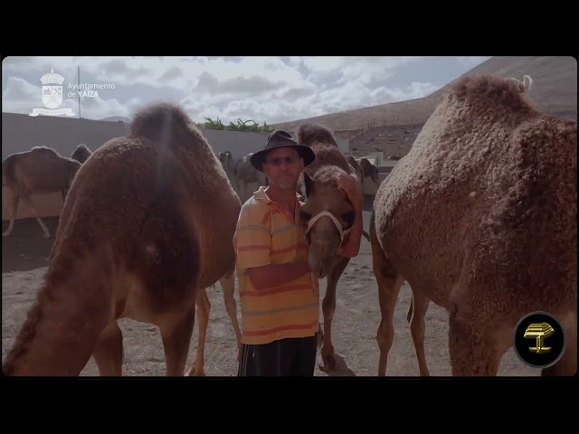 Manifiesto en apoyo al sector camellar del Ayuntamiento de Yaiza