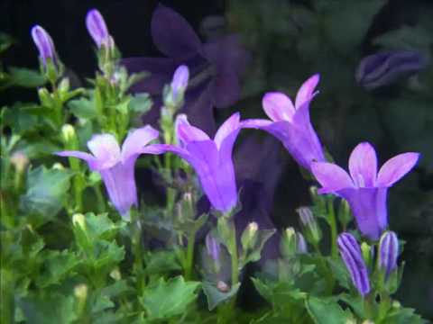 INESSA GALANTE Serenade Toselli - Decor: Campanulla in our garden