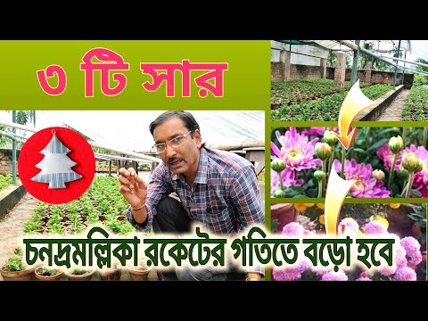 চনদ্রমল্লিকায় ৩ টি সার প্রয়োগ করে দেখুন গাছ রকেটের গতিতে বড়ো হবে