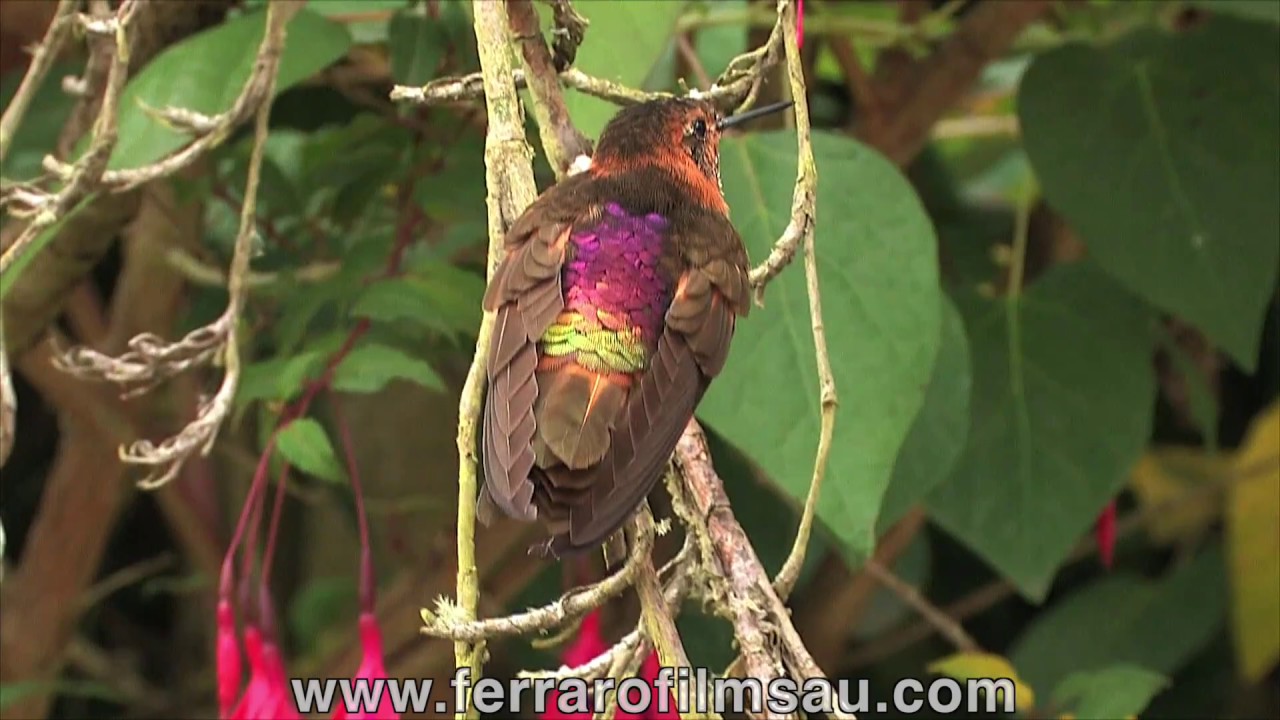 How do Anna’s hummingbirds survive winter? Life Set Go