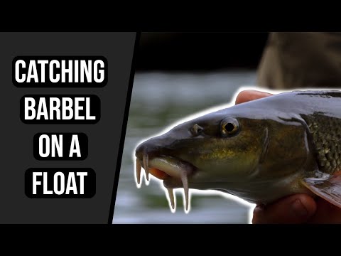 Catching Barbel on a Float - River Wye - Part 2
