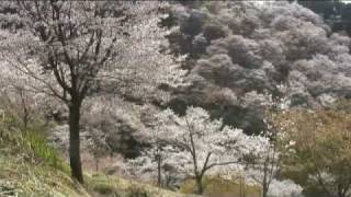 preview picture of video '吉野山（８）　上千本の山桜の森'