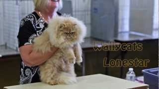 Wallycats Lonestar at the Pink Palace
