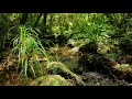 Babbling Brook ASMR | pleasant nature sounds for Sleep, Relaxation or Study 10 hours