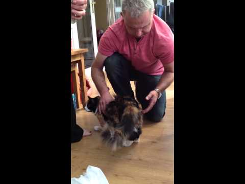 Clare's Cat CATastrophe