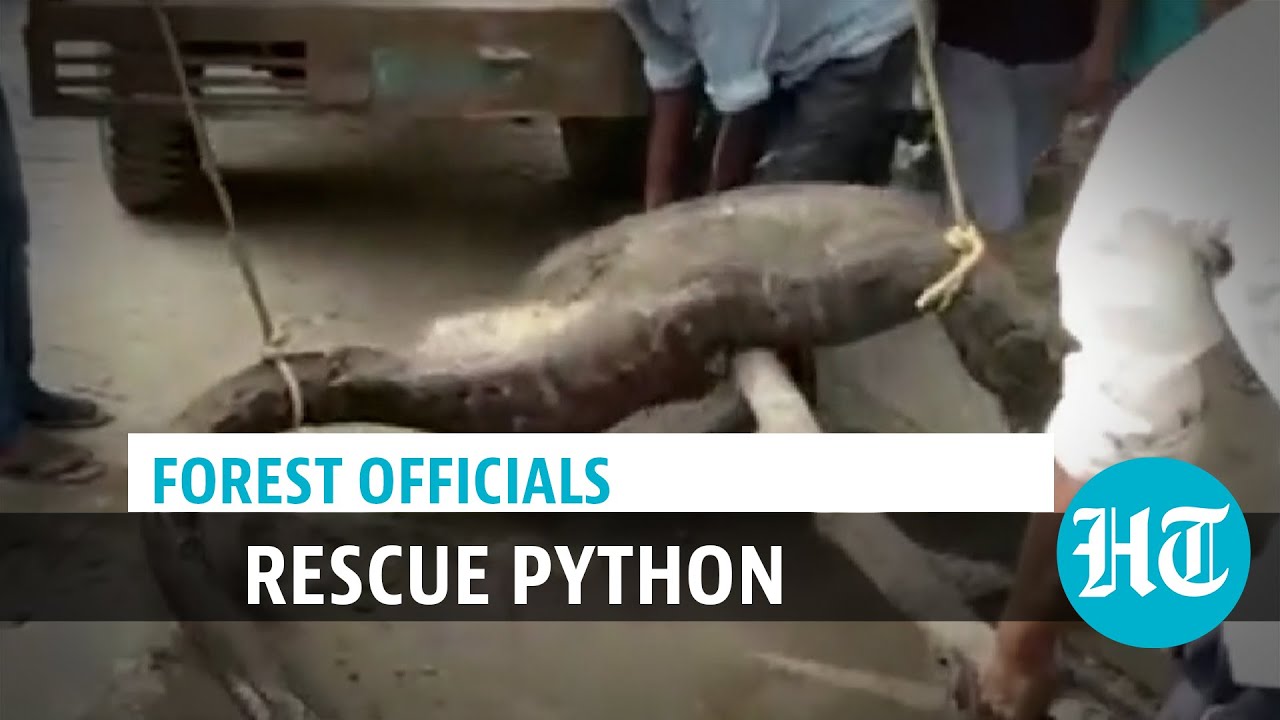 Watch: Python, unable to move after eating large prey, rescued in Rampur