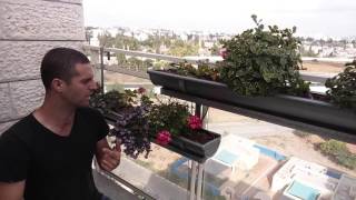 איך גורמים לצמח לפרוח כל הזמן