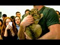Baby Lion Kisses Her Owner 5 Week Old Lion Cub Amazing Animals Moments