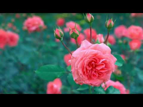 Asarmulla viriyunna chelil hit birthday song