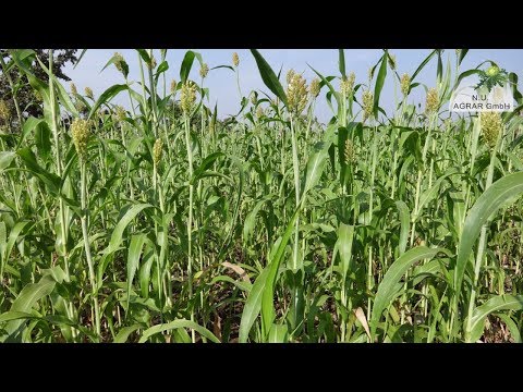 121. Feldexkursion: Hirse - Nu Agrar, 05.06.2019