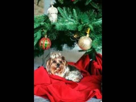 Міні йорк-роздягаєм Новорічну Ялинку 2020/Собака и елка,помощь друга