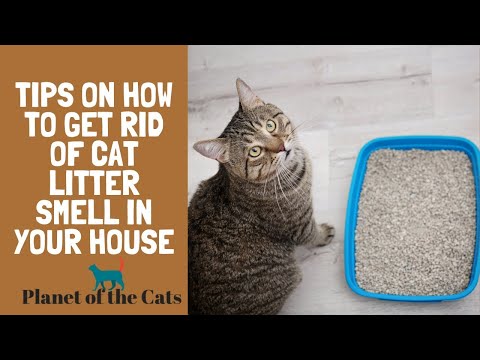 Tips On How To Get Rid of Cat Litter Smell In Your House