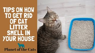 Tips On How To Get Rid of Cat Litter Smell In Your House