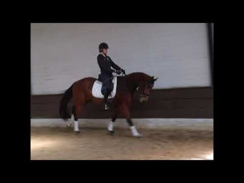 OKI DOKI 4j. v. Orlando - Balout du Rouet  for sale