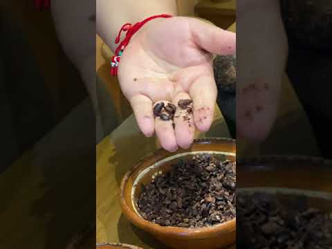 Museu do Chocolate (museu do chocolate)