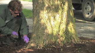 Tree Injection by a Professional Applicator for Emerald Ash Borer