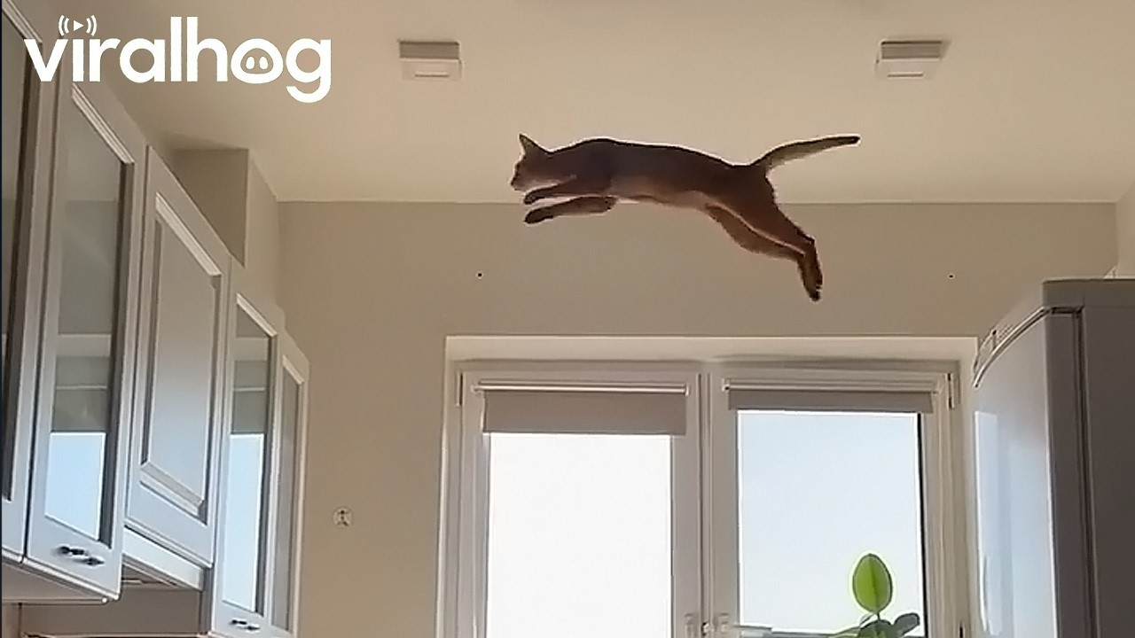 Cat Make Calculated Leap Across Kitchen || ViralHog