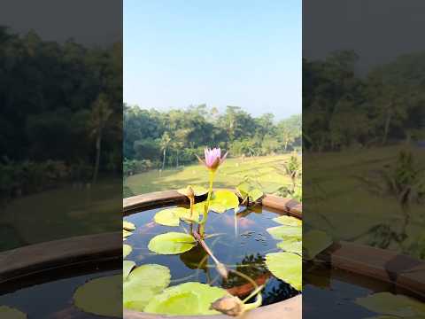 Open po on Monday, August 10, 2025 pulu 8:30 #beritaterkini #best #beats #beauty #beach  #bengali