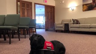 Izzy the therapy dog shows off her skills at thr Redlin-Ertz Funeral Home in Baraboo