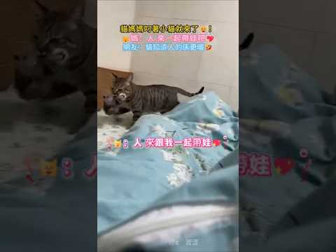 貓媽媽叼著小貓就來了💞 🐱媽：人 來一起帶娃吧💖 網友：貓知道人的床更暖💖無比的信任🥰  #cat #cute #shorts #healing #cutecat