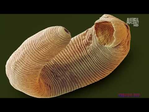 Galandfereg larvaja