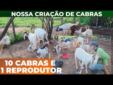 INICIANDO NOSSA CRIAÇÃO DE CABRAS.