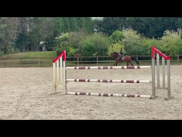 TOP JUMENT CSO 7 ANS